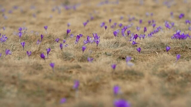 Violet crocuses waving in wind. Blooming spring purple flowers on meadow of high mountain. Vernus, saffron, Iridaceae family