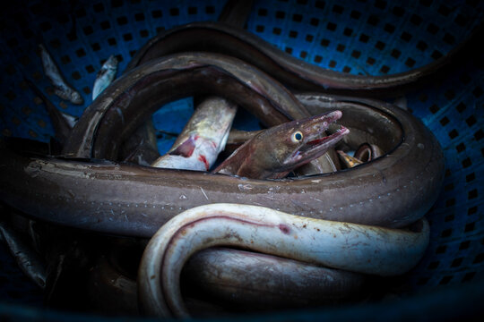 Close-up shot of conger eels surrounding each other.