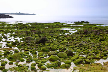 Beach with green algae near Shimendong in Shimen District, New Taipei City, Taiwan
