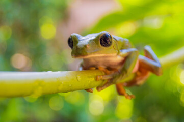 rana verde, posada sobre rama de árbol 