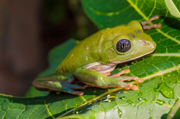 rana verde sobre hoja de árbol 