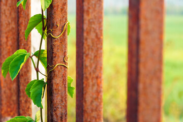green leafs on rusty iron poles with blur green  background.