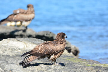 海辺のトンビたち
