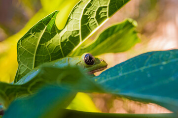 cabeza de rana verde sobre hoja de árbol 