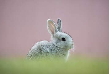 rabbit on grass