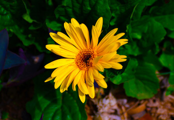 yellow gerber daisy flower
