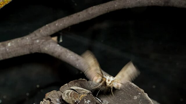 This video showcases a detailed view of a sphinx moth (Sphingidae Hawk Moth) flying upwards and towards the camera from a stump of wood.