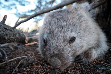 close up wombat