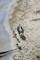 Duży pies idący wzdłuż plaży z wywieszonym językiem - obrazy, fototapety, plakaty