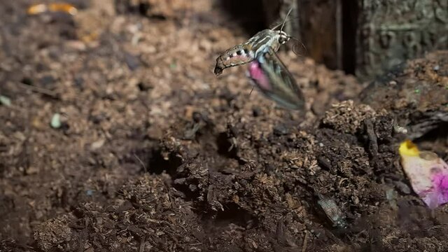 This video showcases a slow motion, detailed view of a springtime sphinx moth (Sphingidae Hawk Moth) taking off in flight.