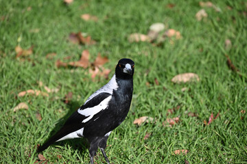 A closeup of an Australian magpie standing on a lawn staring, with both of its orange eye clearly visible