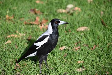 A closeup of an Australian magpie standing on a lawn, with a blade of grass sitting atop the bird's beak
