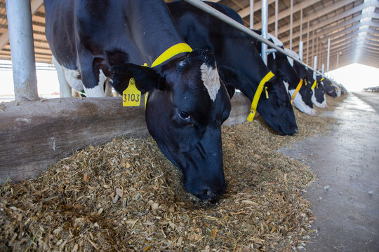 Vacas comiendo