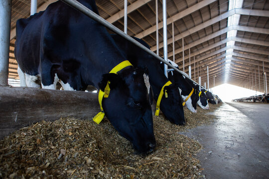 Cow