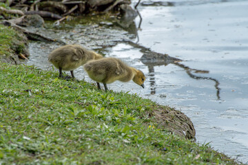 Two Canada geese goslings timidly look at the water and attempt to enter.
