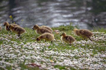 A gaggle of goslings amongst the flowers and grass on the banks of the river.