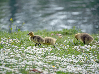 Canada goose goslings in the grass and flowers on the riverbank.
