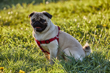 Fototapeta premium dog in the grass