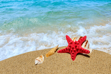 Starfish and conch on a beach sand.