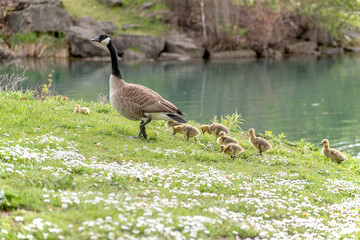 Family of Canada geese.  Parent and offspring.