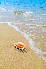 Fototapeta na wymiar Conch on a beach sand.
