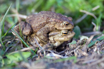 Samiec i samica żaby podczas aktu rozmnażania