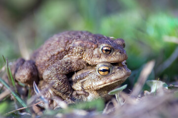Samiec i samica żaby podczas aktu rozmnażania	
