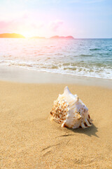 Fototapeta na wymiar Conch on a beach sand.summer holiday background.Travel and beach vacation.