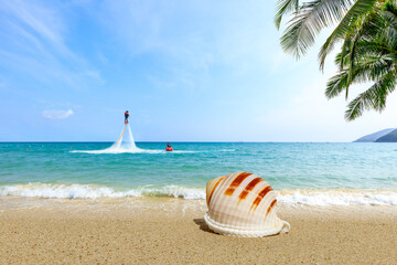 Fototapeta na wymiar Conch on a beach sand.summer holiday background.Travel and beach vacation.