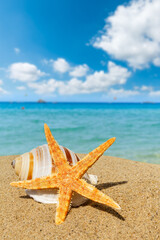 Fototapeta na wymiar Starfish and conch on a beach sand,summer holiday background.