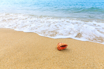 Conch on a beach sand.