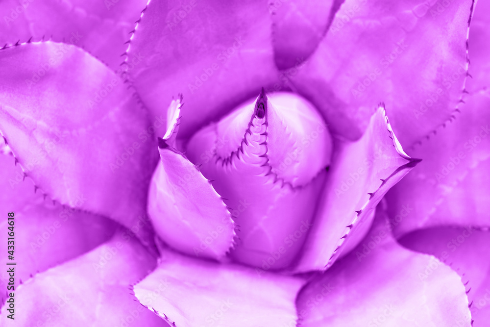 Canvas Prints plant agave tinted purple color close-up, top view.