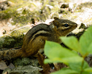 squirrel on the ground