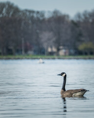 goose on the lake