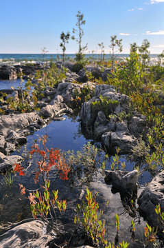 Tide pool biome on rocky shores of Lake Huron, Ontario, Canada