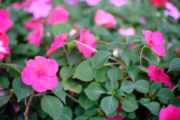 Beautiful nature Pinks flower  in nature garden.