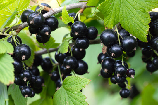 Bush of black currant with ripe bunches of berries and leaves on blurred natural green background. Harvesting on farm or in garden.