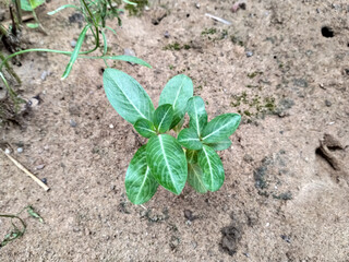cape periwinkle tree green leafs