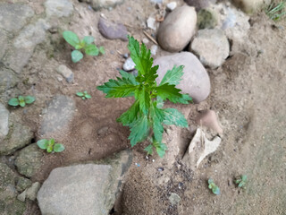 gypsywort tree in the garden