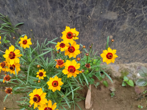 calliopsis yellow flowers in the garden