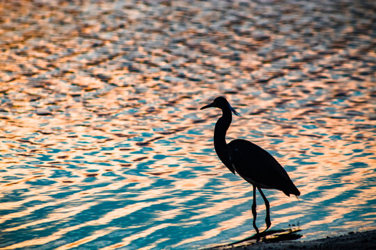 heron walks on the riverbank looking for food.