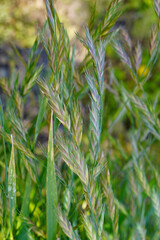 平らな小穗のイヌムギ（イネ科・スズメノチャヒキ属）／Bromus catharticus