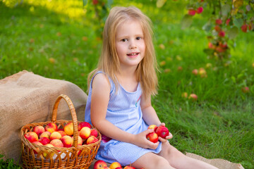 Portrait of children in an apple orchard. Little girl in blue striped dress, sits next to wicker basket with harvest of apples and holds apples in her hands. Carefree childhood, happy child