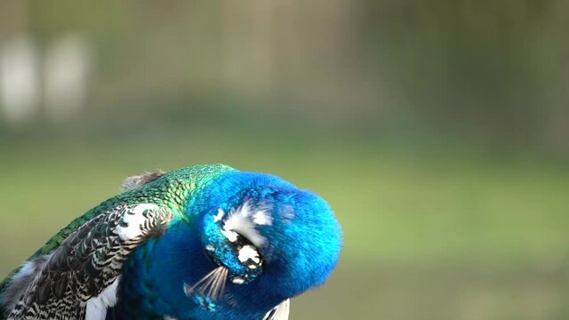 This beautiful peacock is walking in the park on a sunny day