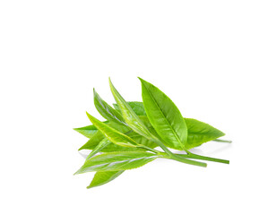 fresh green tea leaf isolated on white background