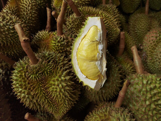 Peeled yellow Mon Thong durian on heap of durian fruits 