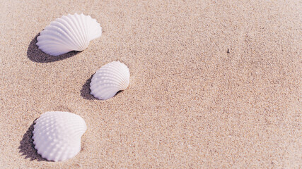 Shell sea with seashells, shells on sand tropical ocean beach. Copy space of summer vacation and business travel concept.