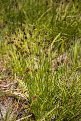 Tall ornamental grass
