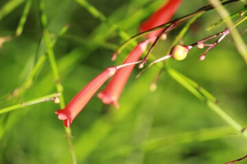 close up of a flower