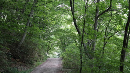 Obraz premium SAMSUNG CSC